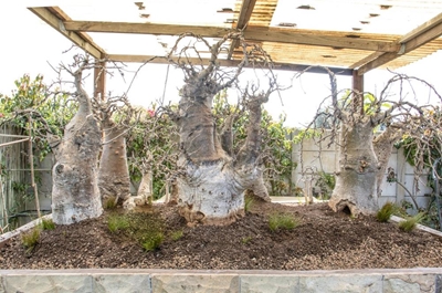 Kat Rivier Kai does Baines' baobabs proud