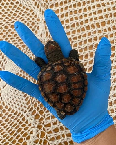 Be on the lookout, it's turtle hatchling season