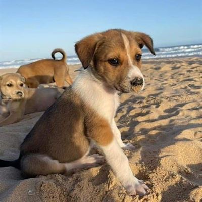 Dogs for adoption at Odin
