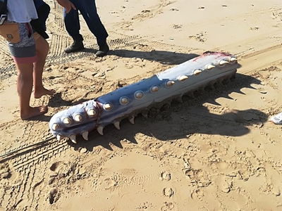 Sperm whale washes up