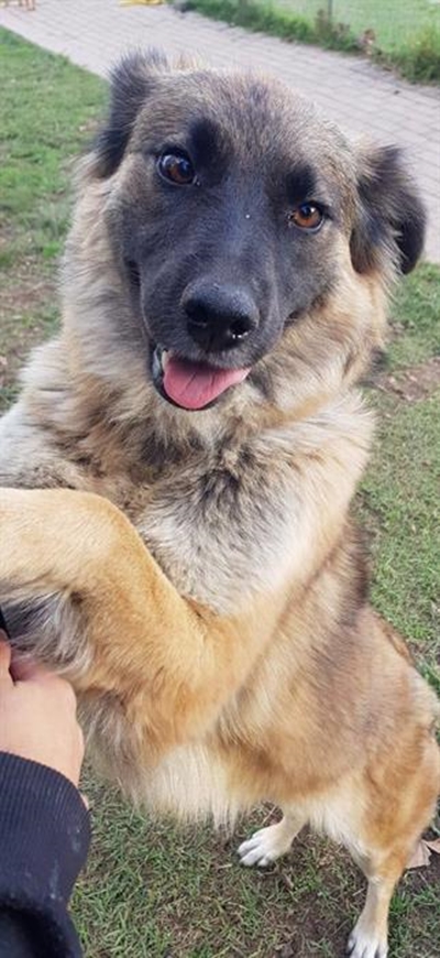 Dogs for adoption at Odin