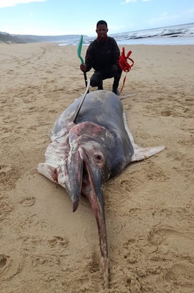 Large Marlin washes up at Dana Bay