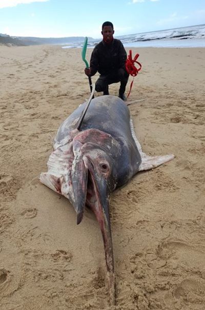 Large Marlin washes up at Dana Bay