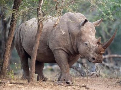 1 600 rhinos under threat as breeder feels the pinch