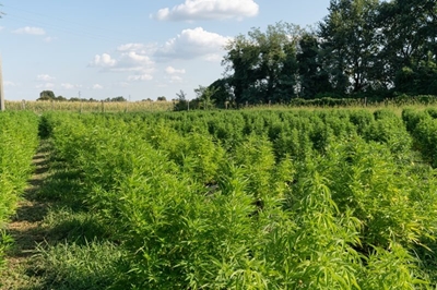 North West farmers encouraged to apply for hemp permits