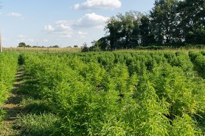 North West farmers encouraged to apply for hemp permits