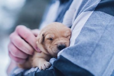 Remember to vaccinate your pets against rabies
