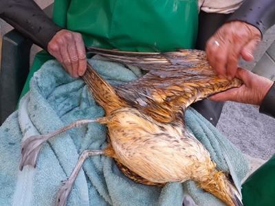 Another gull found, covered in varnish