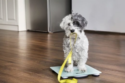 Is your furbaby overweight? The answer is most probably, yes.