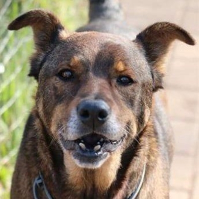 Wagging tails at Odin