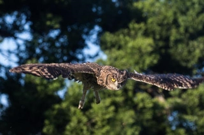 As free as a bird