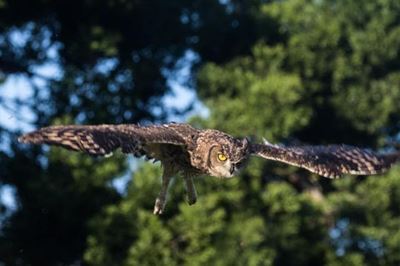 As free as a bird