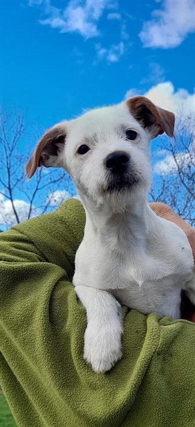 Adopt from Odin