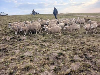 42 skape teruggevind, ses veediewe vasgetrek