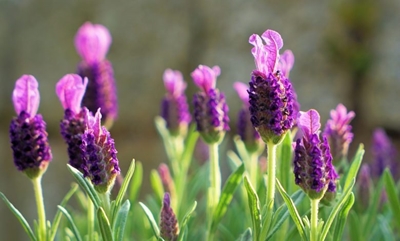 The soothing power of plants