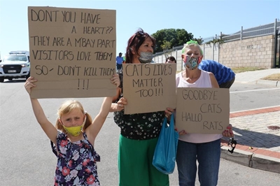 Protesaksie vir hawekatte