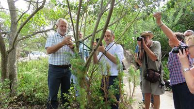 Spot beetle infestation
