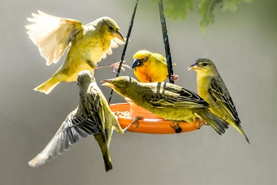 Hungry birds trigger awareness, healing