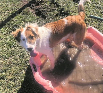 Pets for adoption from SPCA