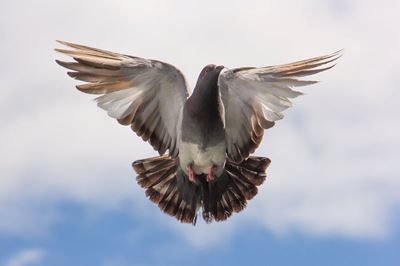Wind van agter laat duiwe hoë spoed behaal