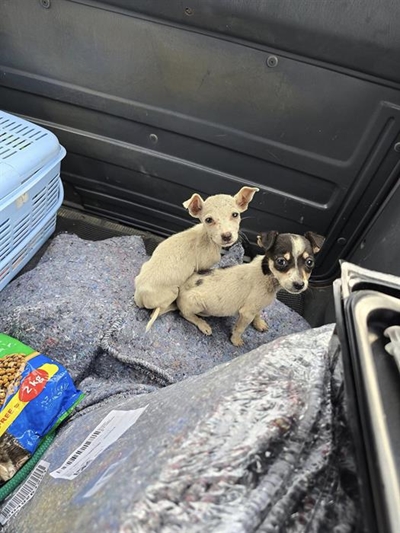 Winter drive for animals in need