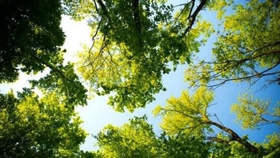 Invasive trees removed