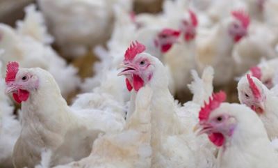 No chicken shortage expected as SA bans imports from Brazil