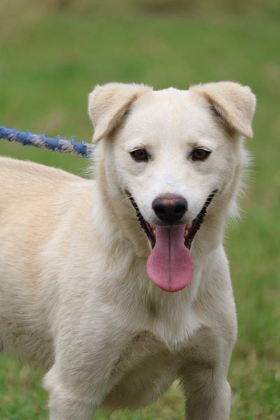 Make a pet’s Christmas dream come true