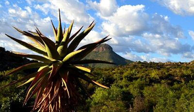 Alleged alienation of municipal land
