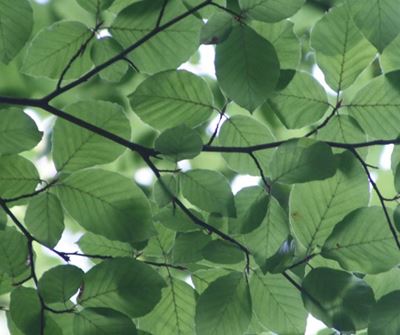 Woord van die week: Malsgroen 