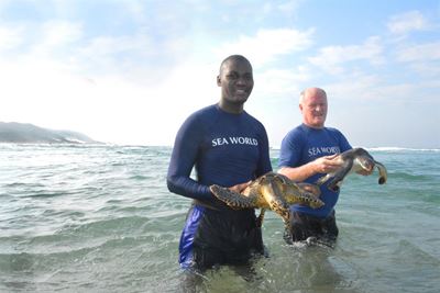 'Brave' turtle's interesting trip 