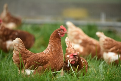 First ever mass poultry vaccination a major development