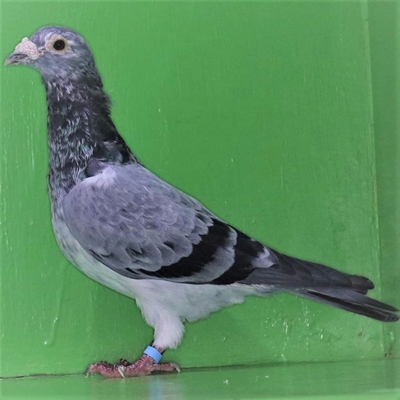 Pigeon fanciers knuckling down, doing basics during lockdown