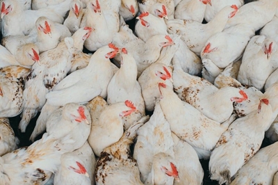 Bird flu: uncertainty about government payouts