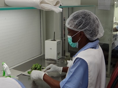 Tissue-cultured bananas: uniform and high-yielding