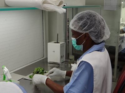 Tissue-cultured bananas: uniform and high-yielding