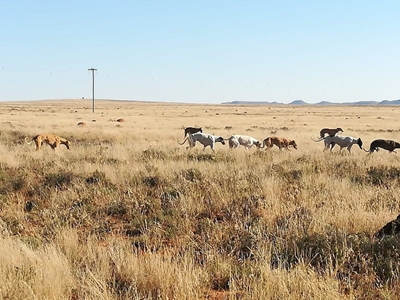 16 arrested for illegal hunting