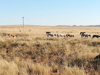 16 arrested for illegal hunting