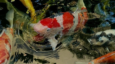 Come delight in beauty of koi fish at show