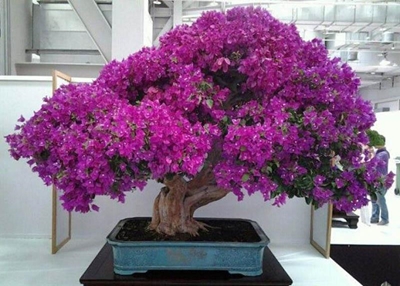 Style your bougainvillea