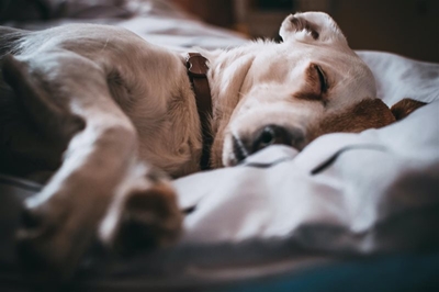 Easter and chocolate are a good combination, but not for your beloved pets