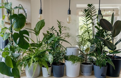 3 house plants to grow this summer