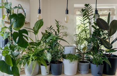 3 house plants to grow this summer
