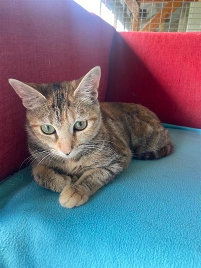 Please, give us a home for Christmas