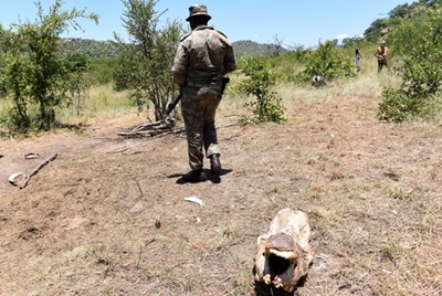 SANParks explains decision to rotate anti-poaching rangers