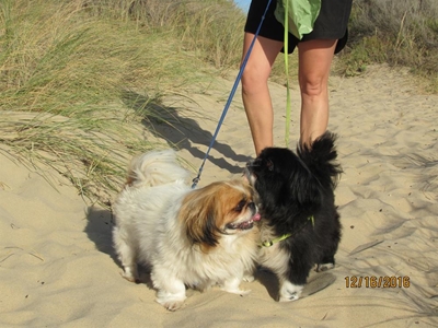 Don't miss doggie walk