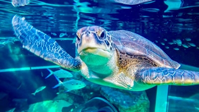 Bob the turtle is ready for release after eight years of rehabilitation