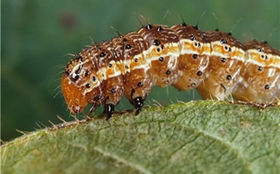 Digital solutions to help in the fight against fall armyworm