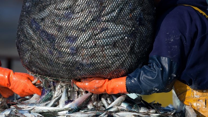 World Fisheries Day: Time to turn the tide on illegal fishing