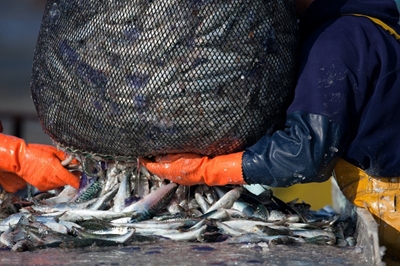 World Fisheries Day: Time to turn the tide on illegal fishing
